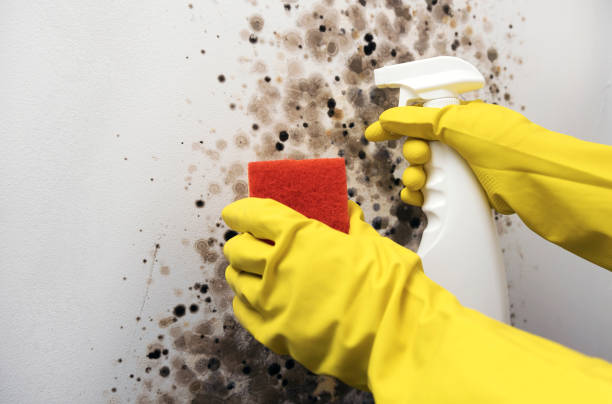 Best Crawl Space Mold Remediation in Whitwell, TN