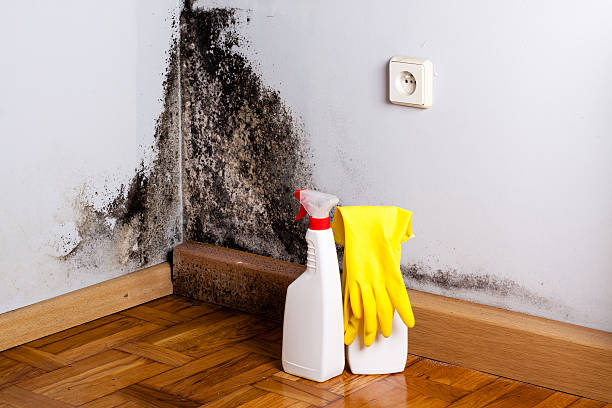 Best DIY Mold Remediation Support Services in Whitwell, TN